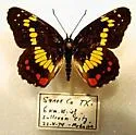 Medial Patch - Hodges#4501.2