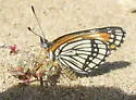 Fulvia Checkerspot - Hodges#4506