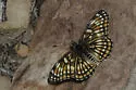 Fulvia Checkerspot - Hodges#4506 - photo 2