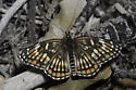 Fulvia Checkerspot - Hodges#4506 - photo 3