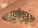 Fulvia Checkerspot - Hodges#4506 - photo 4