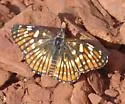 Fulvia Checkerspot - Hodges#4506 - photo 5