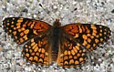Gabb's Checkerspot - Hodges#4495