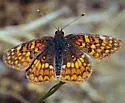 Gabb's Checkerspot - Hodges#4495 - photo 2