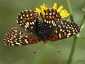 Gabb's Checkerspot - Hodges#4495 - photo 3