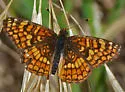 Gabb's Checkerspot - Hodges#4495 - photo 4