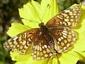 Gabb's Checkerspot - Hodges#4495 - photo 5