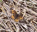 Gorgone Checkerspot - Hodges#4489