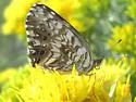 Gorgone Checkerspot - Hodges#4489 - photo 2