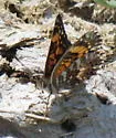 Gorgone Checkerspot - Hodges#4489 - photo 3