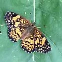 Gorgone Checkerspot - Hodges#4489 - photo 4