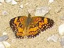Gorgone Checkerspot - Hodges#4489 - photo 5