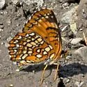 Harris's Checkerspot - Hodges#4491