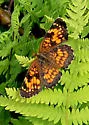 Harris's Checkerspot - Hodges#4491 - photo 2