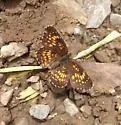 Harris's Checkerspot - Hodges#4491 - photo 3