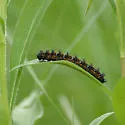 Harris's Checkerspot - Hodges#4491 - photo 4