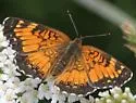 Harris's Checkerspot - Hodges#4491 - photo 5