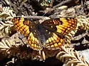 Hoffmann's Checkerspot - Hodges#4497