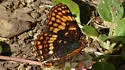 Hoffmann's Checkerspot - Hodges#4497 - photo 2