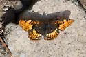 Hoffmann's Checkerspot - Hodges#4497 - photo 3