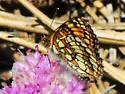 Hoffmann's Checkerspot - Hodges#4497 - photo 4
