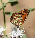 Hoffmann's Checkerspot - Hodges#4497 - photo 5