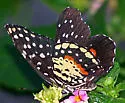 Crimson Patch - Hodges#4503