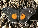Crimson Patch - Hodges#4503 - photo 4