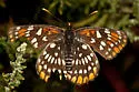 Leanira Checkerspot - Hodges#4505 - photo 2