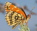 Leanira Checkerspot - Hodges#4505 - photo 3