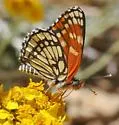 Leanira Checkerspot - Hodges#4505 - photo 4