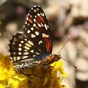 Leanira Checkerspot - Hodges#4505 - photo 5