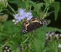 Banded Checkerspot - Hodges#4501 - photo 2