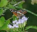Banded Checkerspot - Hodges#4501 - photo 3