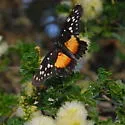 Rosita Patch - Hodges#4504 - photo 3