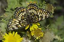Theona Checkerspot - Hodges#4508 - photo 2