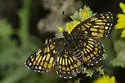 Theona Checkerspot - Hodges#4508 - photo 3