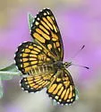 Theona Checkerspot - Hodges#4508 - photo 4