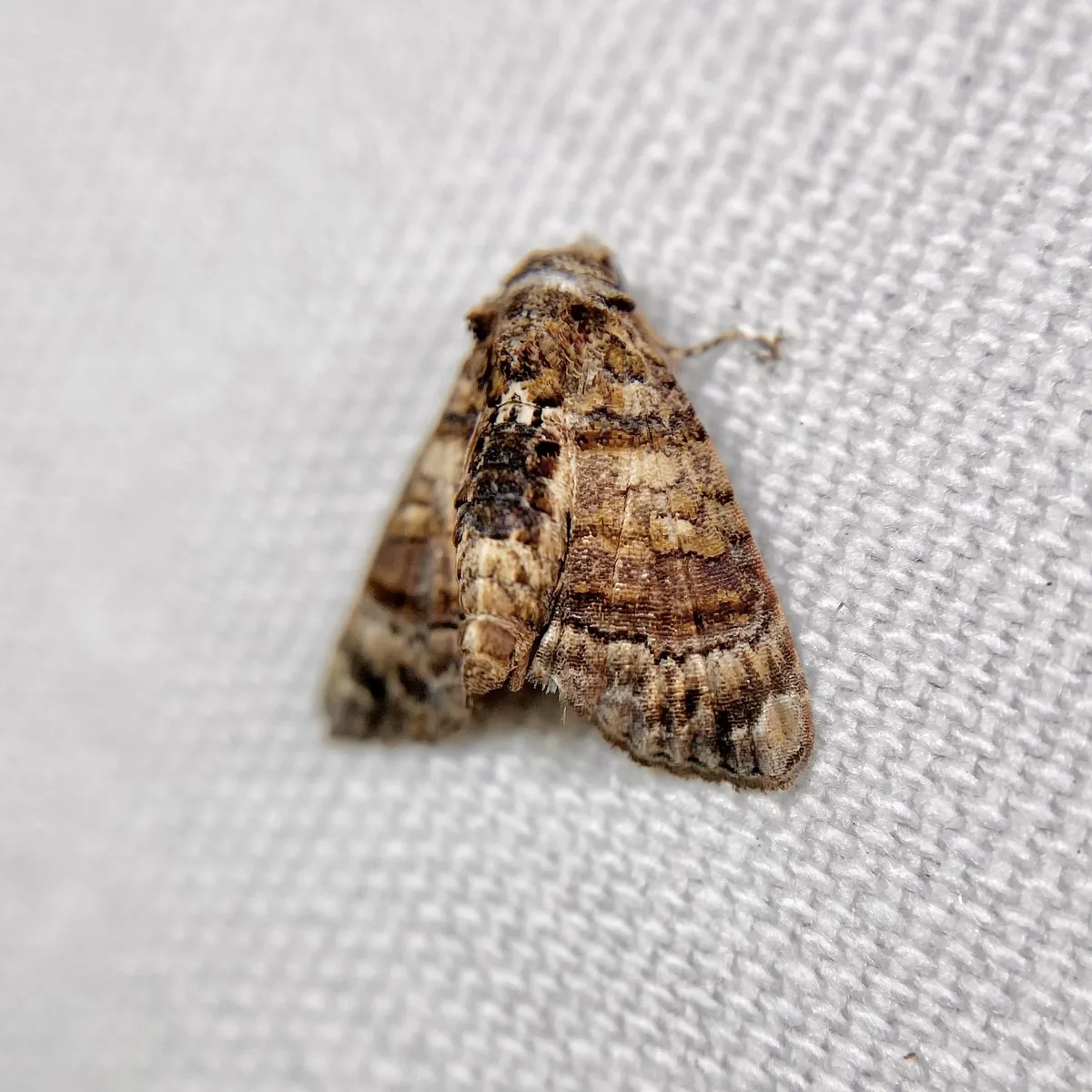 Chlumetia transversa - photo 3