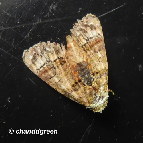 Chlumetia transversa - photo 5