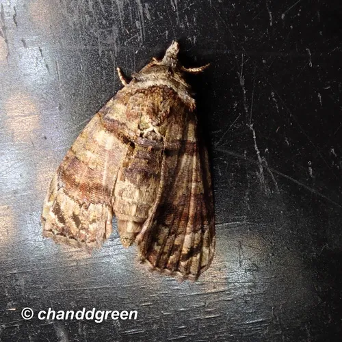 Chlumetia transversa - photo 6