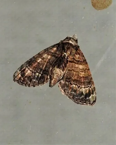 Chlumetia transversa - photo 7