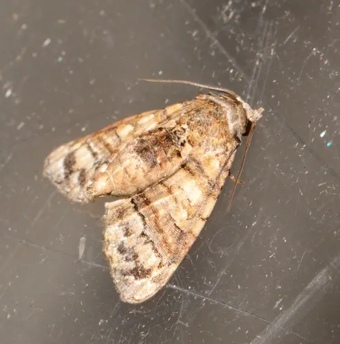 Chlumetia transversa - photo 8