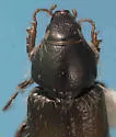 Chnaunanthus chapini