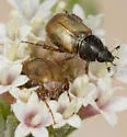 Chnaunanthus flavipennis