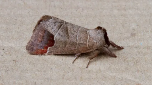 Chocolate-tip