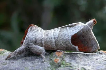 Chocolate-tip - photo 2