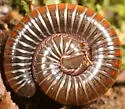 Choctella cumminsi
