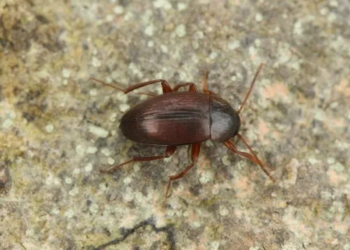 Choleva angustata