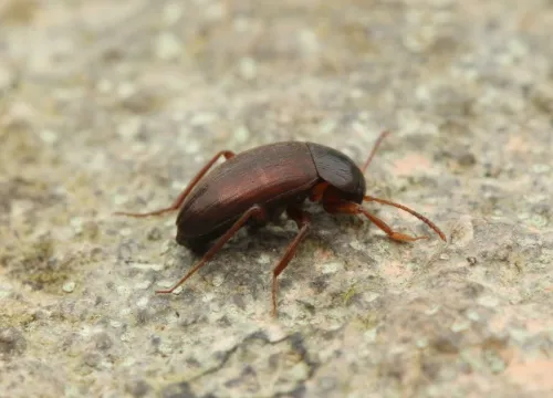 Choleva angustata - photo 2